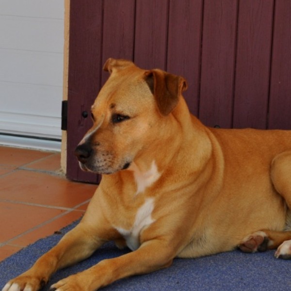 Photo de Nala