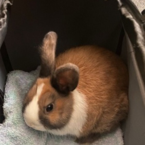Photo de Luna