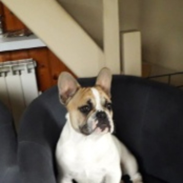Albert