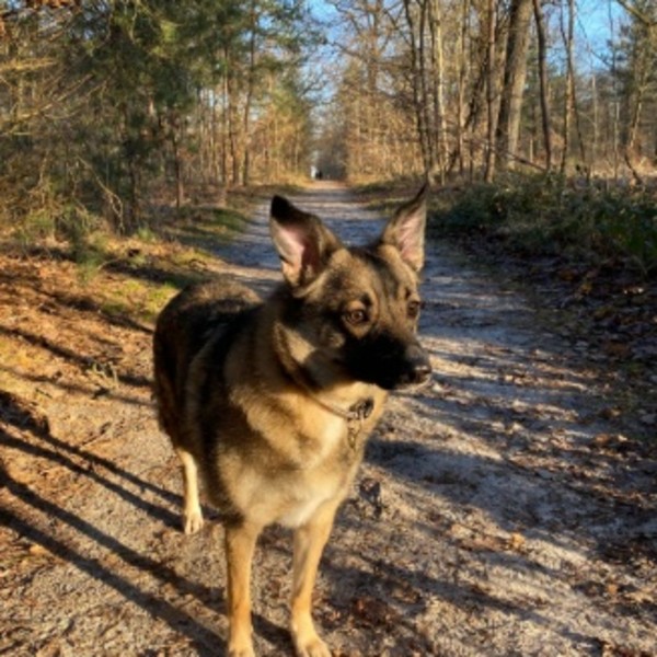 Photo de Taz