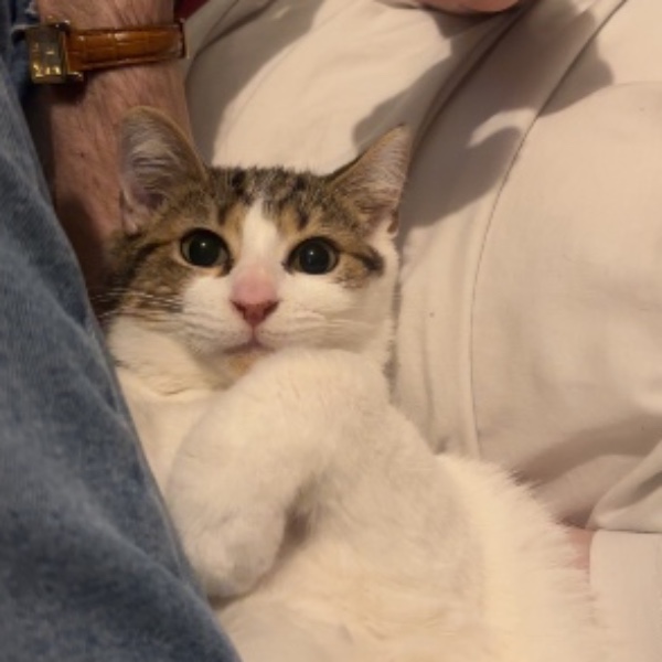 Mew