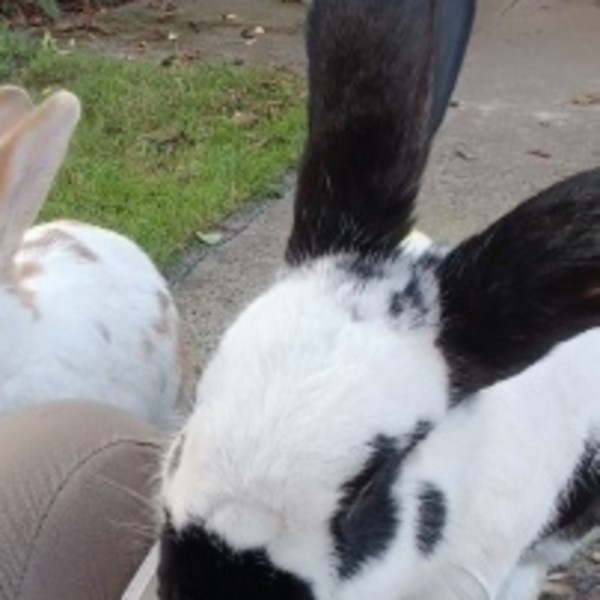 Photo de Pongo