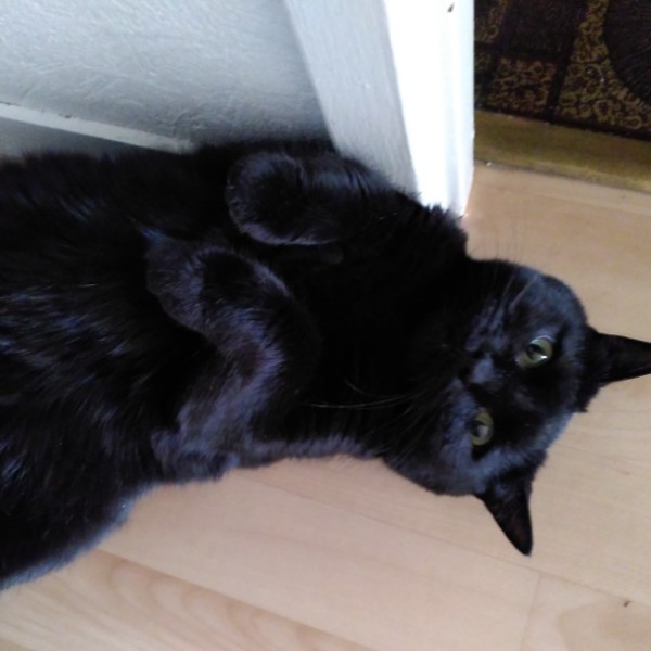 Photo de Kali