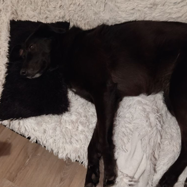 Photo de laika
