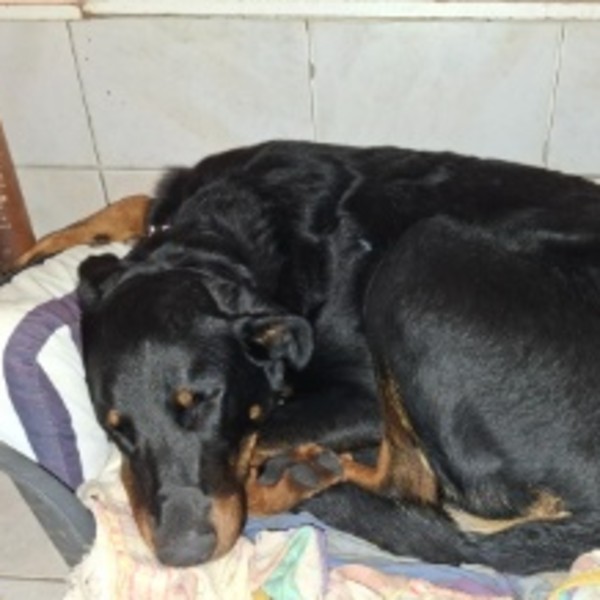 Photo de Akira