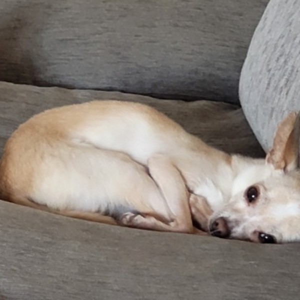 Yoda