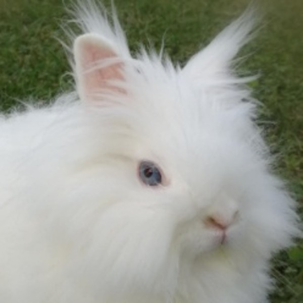 Photo de Perle