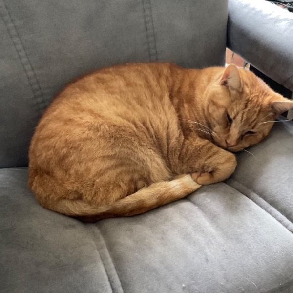 Photo de Lechat