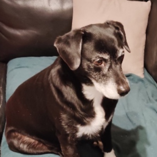 Nala