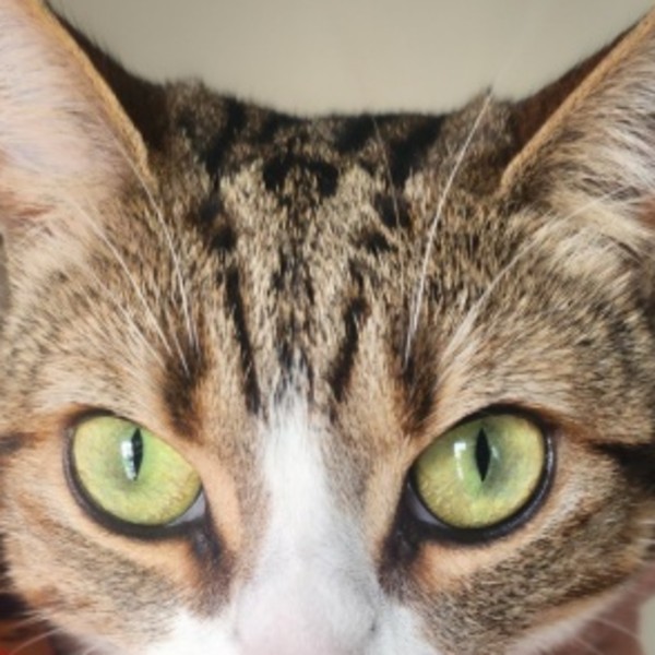 Photo de Tikie