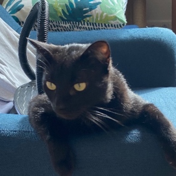 Photo de Onyx