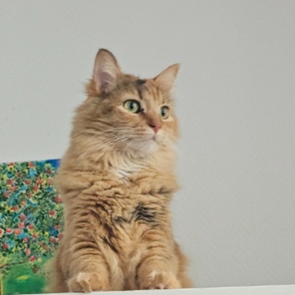 Photo de Luna