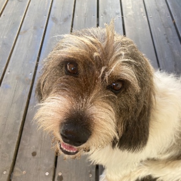 Photo de Truffe