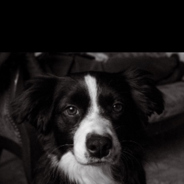 Photo de Stella