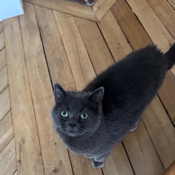 Photo de Cookie