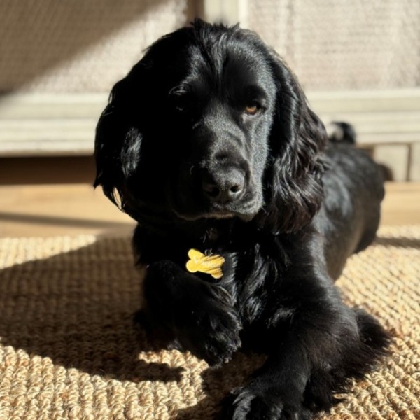 VADOR