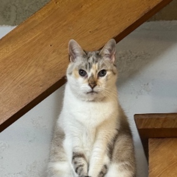 Photo de Minouche