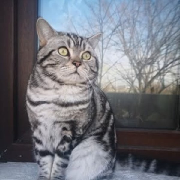 Bibi
