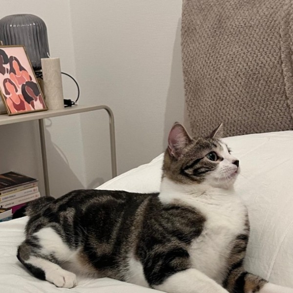 Miezi