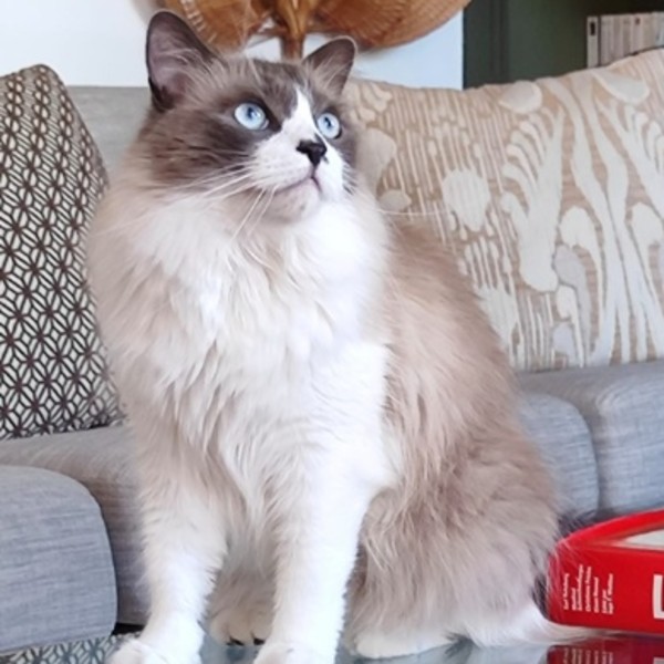 Photo de Tabasco