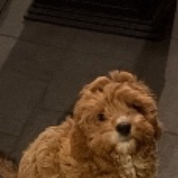 Photo de Milo