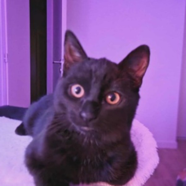 Photo de Arisu
