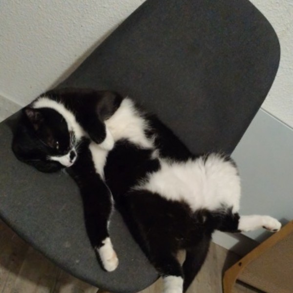 Rex