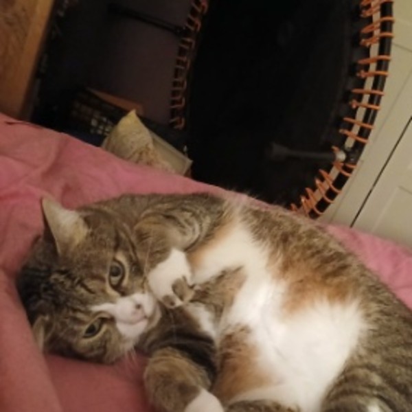 Photo de Tigrou