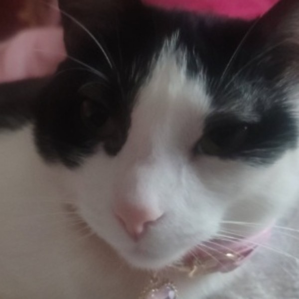 Photo de Cookie