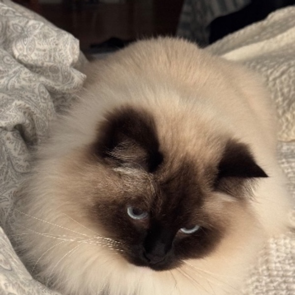 Teddy
