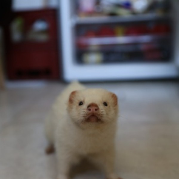 Photo de Morphé