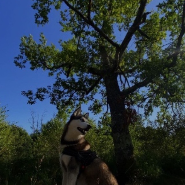 Alaska