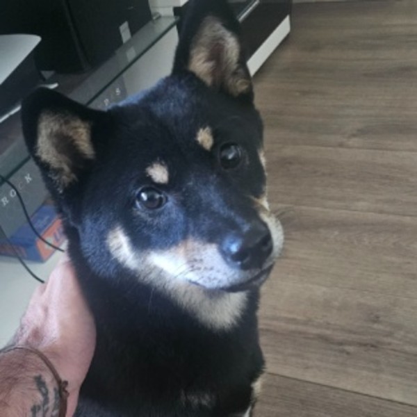 Photo de Akira