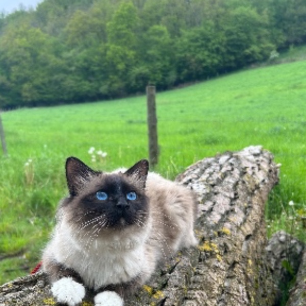 Uki