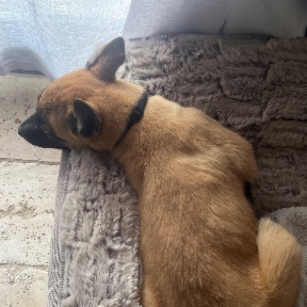 Photo de Arlo