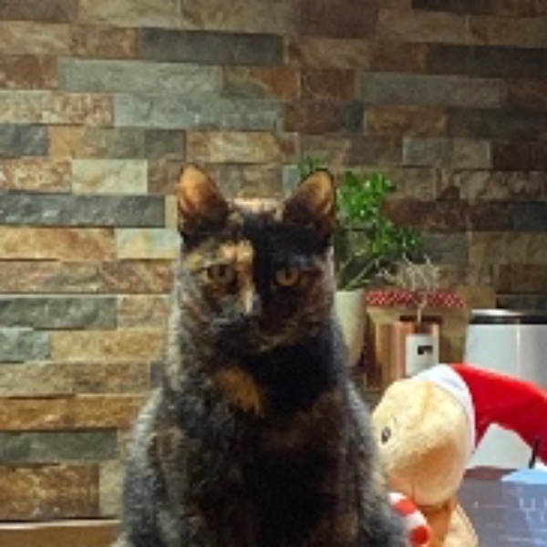 Mimi
