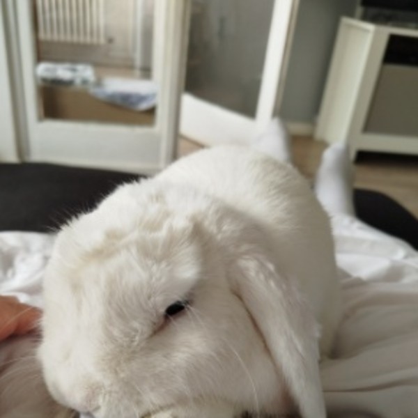 Photo de Cookie