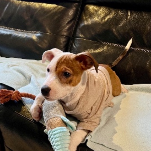 Milo