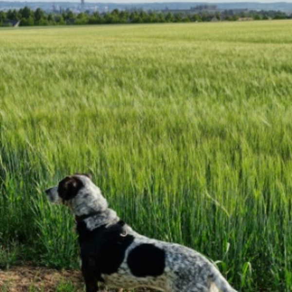 Photo de Angus
