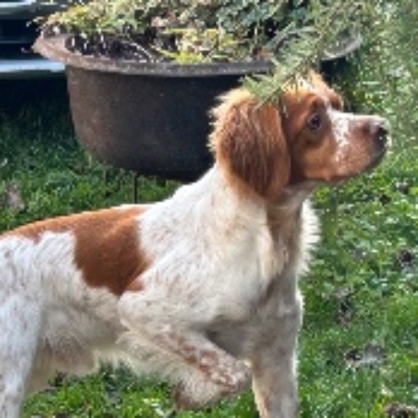 Photo de Vito