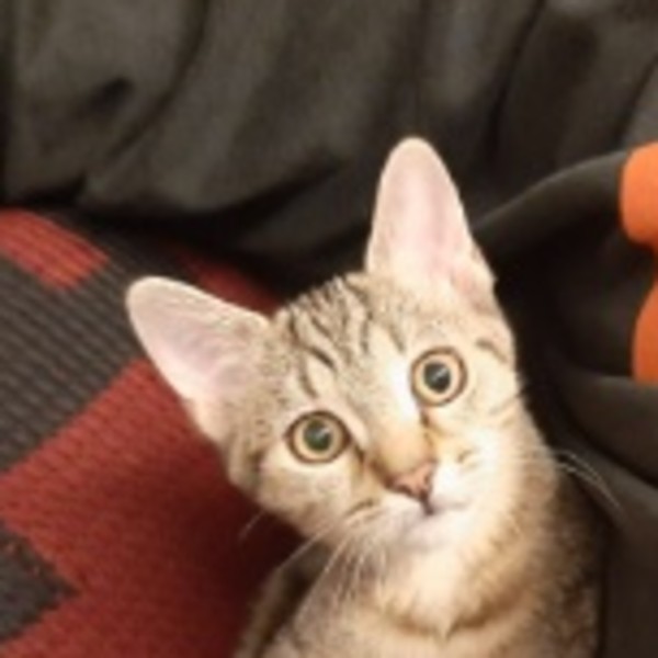 Ava