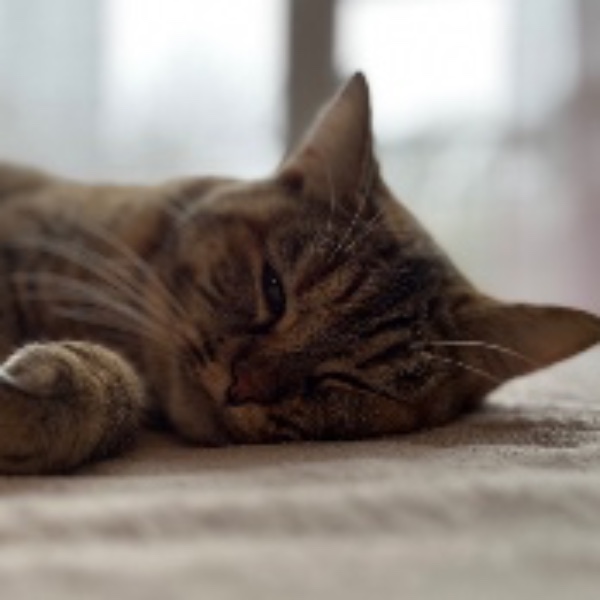 Photo de Nala