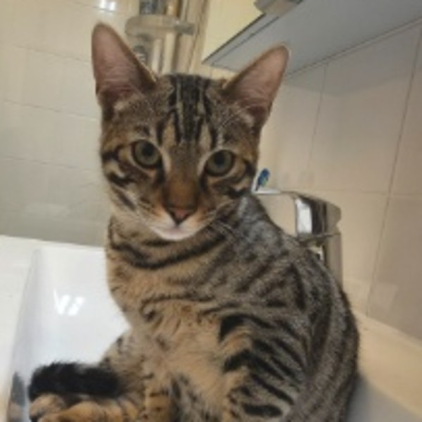 Photo de Simba