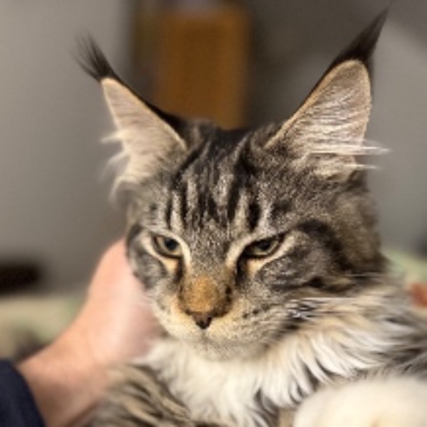 Photo de Baloo
