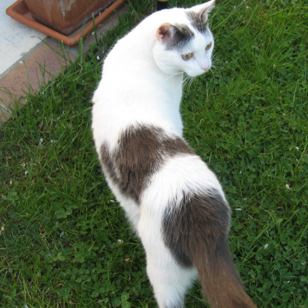Photo de tiki