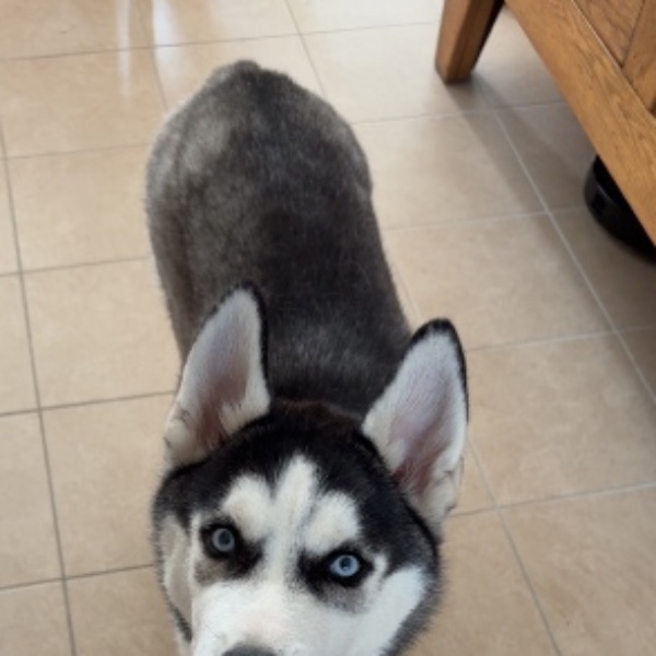 Aiko