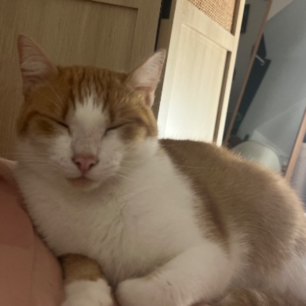 Gizmo