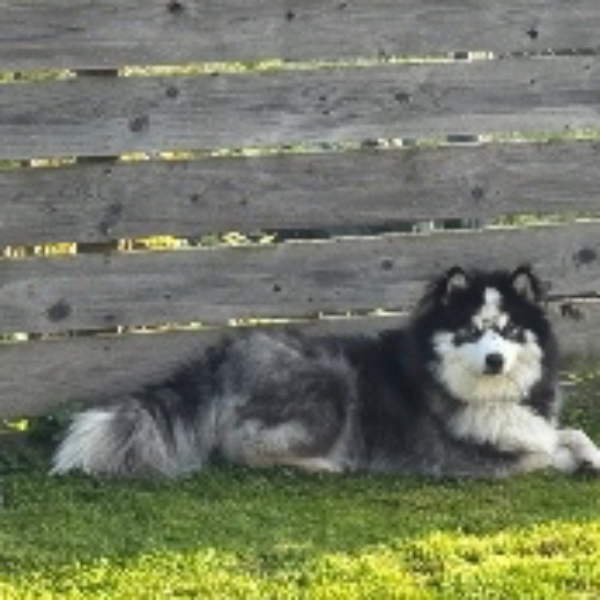 Photo de LOKI