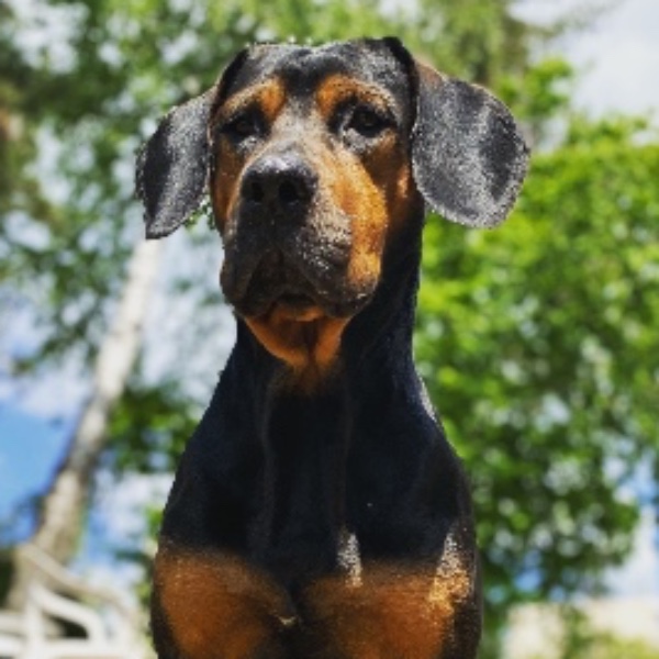 Ziggy