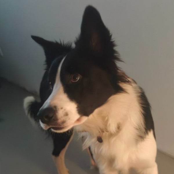 Photo de Rocket